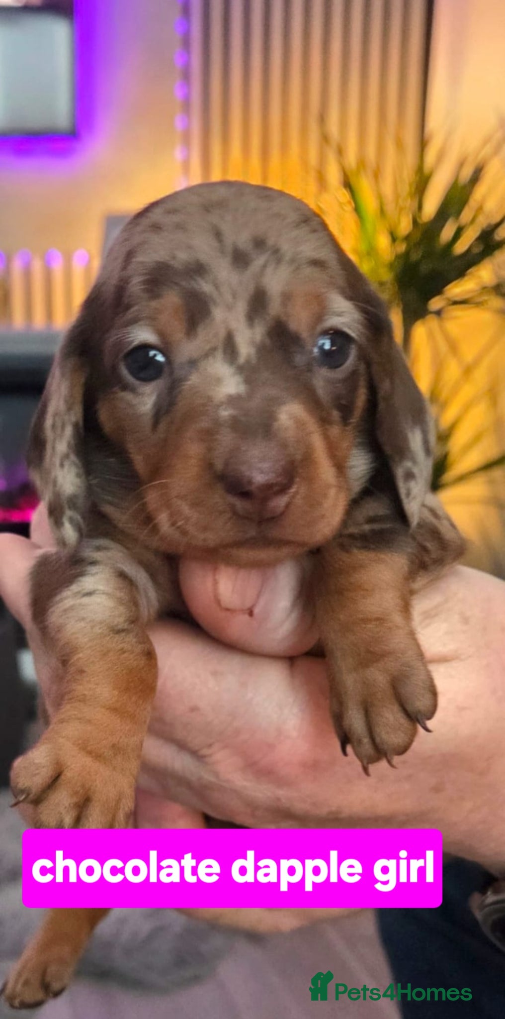 Dachshund dogs Gorgeous pedigree isabella & choc dapple dachshund - Advert 10