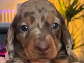 Dachshund dogs Gorgeous pedigree isabella & choc dapple dachshund - Advert 10
