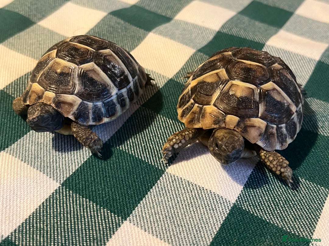 Tortoise reptiles for sale: Baby Tortoises Herman & Marginates - Image 11