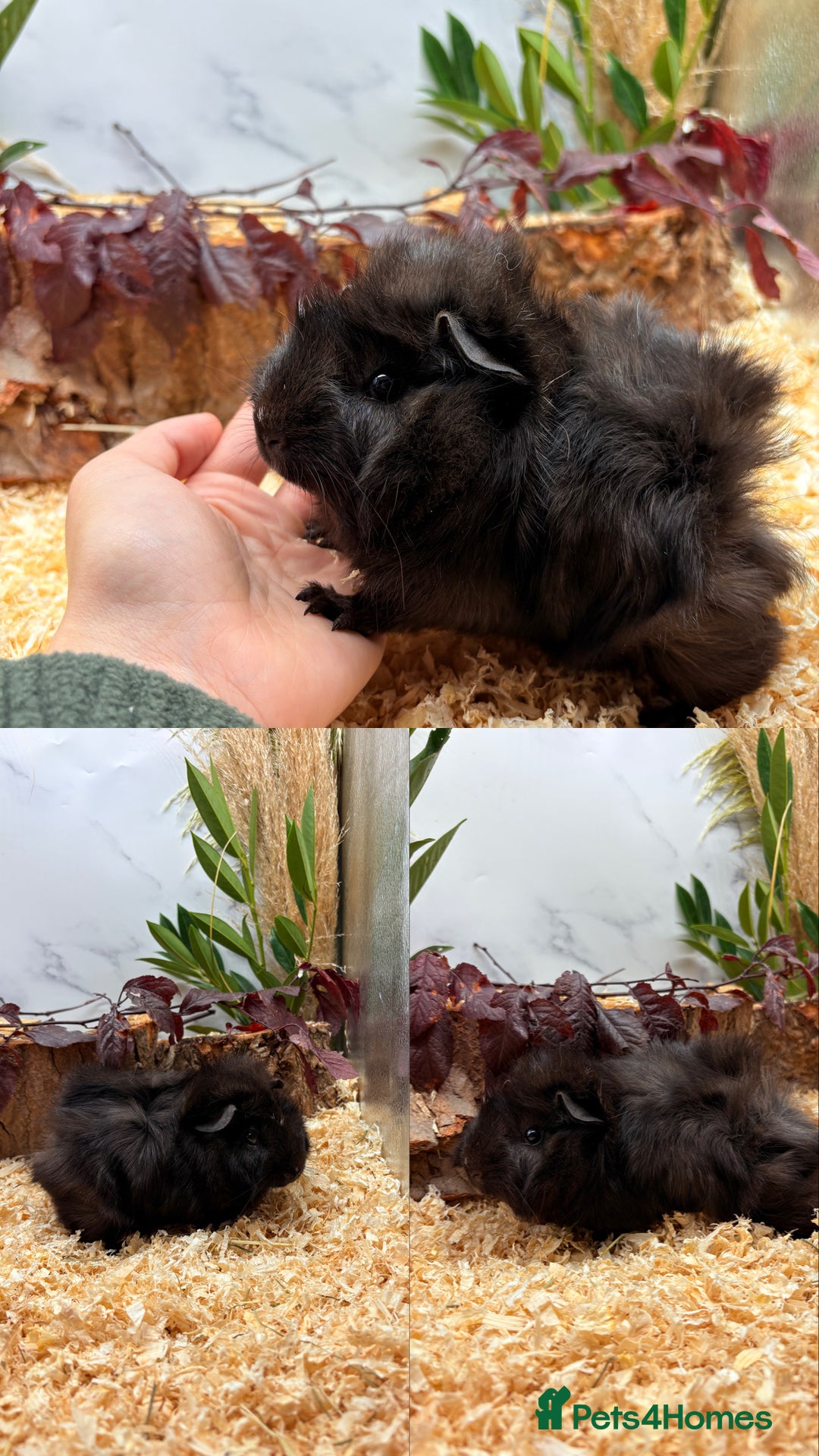 Guinea Pig rodents for sale: ✨Lots of Baby boy Guinea Pigs ✨🐹🩵 - Image 12