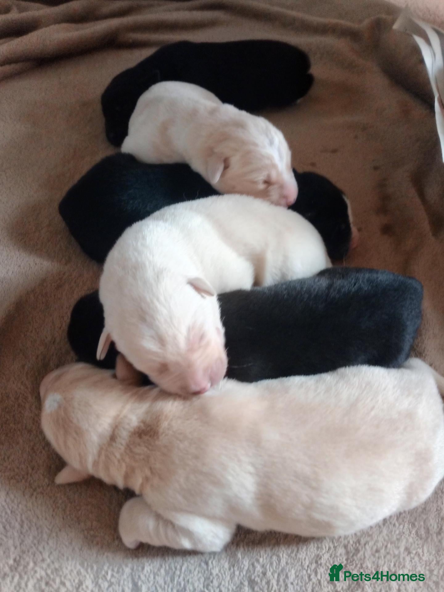 Mixed Breed dogs for sale: Labsky - Advert 21