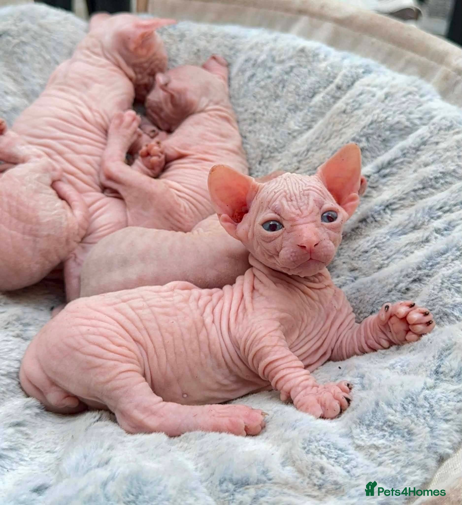 Sphynx cats Odd eyed gene Blue eyes  shpynx cream pink  - Advert 2