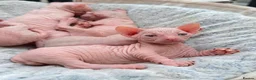Sphynx cats for stud: Odd eyed gene Blue eyes  shpynx cream pink  - Advert 5