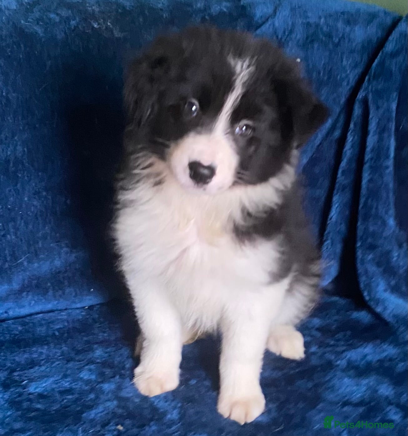 Border Collie dogs  Long Coated Border Collie Girl Puppy - Advert 3