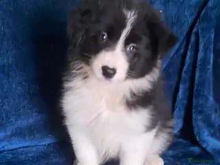 Border Collie dogs Long Coated Border Collie Girl Puppy - Advert 3
