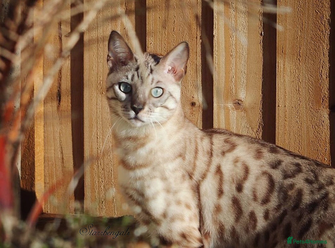 Bengal cats for sale: 🌟Pedigree bengal kittens🌟 - Image 13