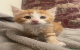 Mixed Breed cats for sale: 5 Fluffy Half Maine Coon kittens - Advert 39