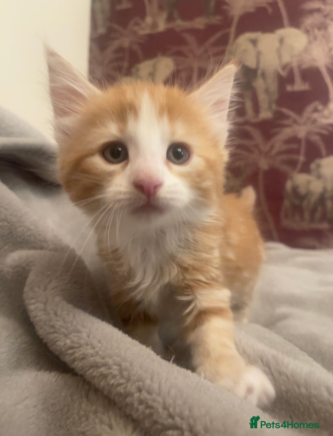 Mixed Breed cats for sale: 5 Fluffy Half Maine Coon kittens - Advert 39