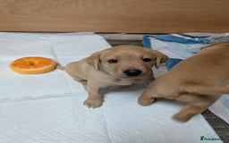 Labrador Retriever dogs for sale: Fosterwold Yellow/red Labrador pups - Image 10