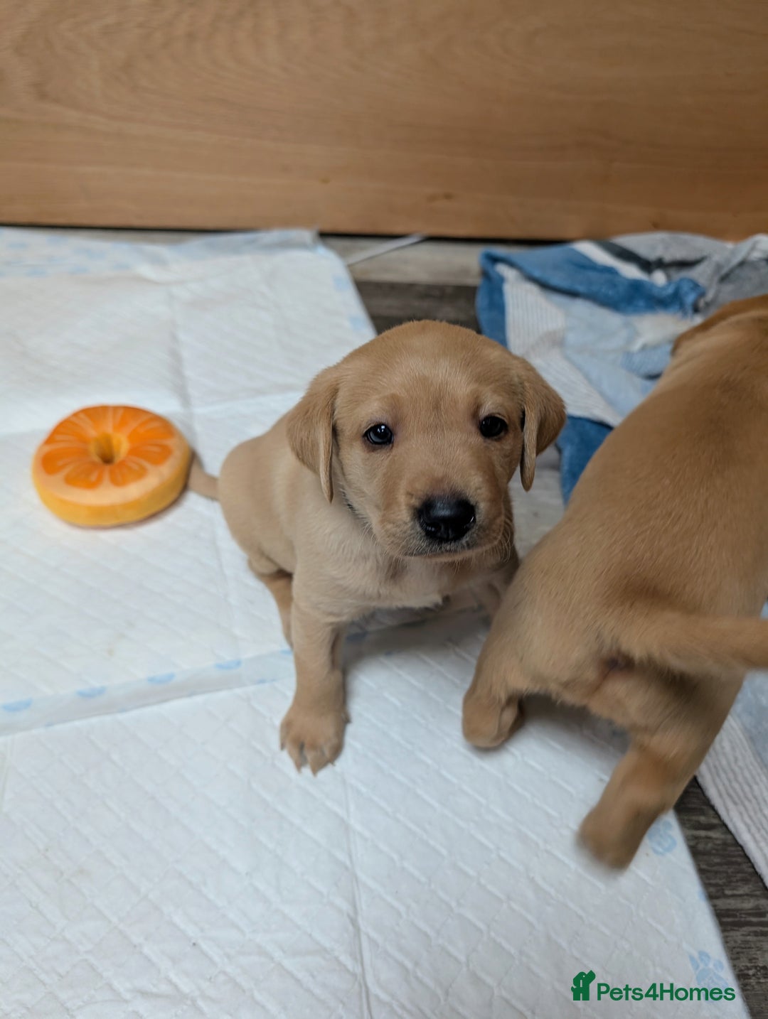 Labrador Retriever dogs for sale: Fosterwold Yellow/red Labrador pups - Image 10