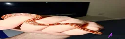 Corn Snake reptiles for sale: Baby cornsnakes  - Advert 6