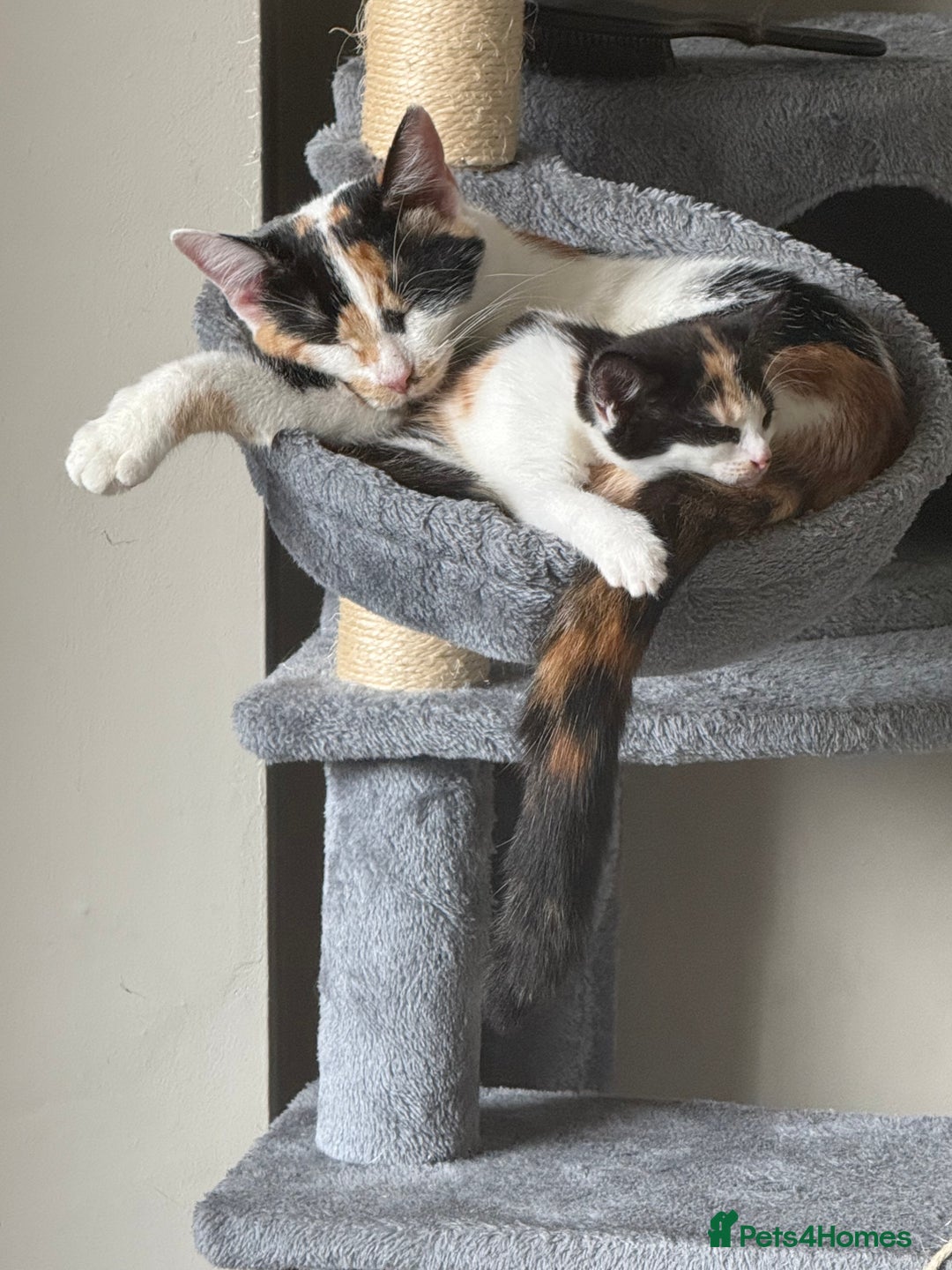 Mixed Breed cats for sale: Gorgeous calico girl - Image 4