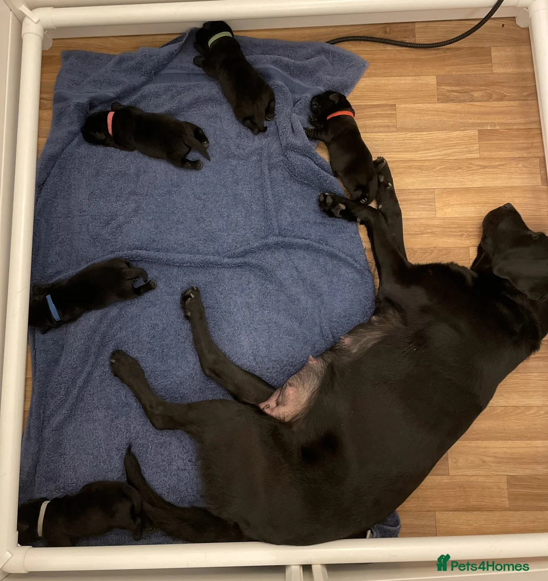 Labrador Retriever dogs for sale: Beautiful KC registered Black lab puppy - last boy - Advert 8
