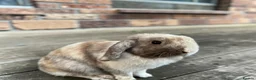 Mini Lop rabbits for sale: Mini lop doe  in Dagenham - Advert 2