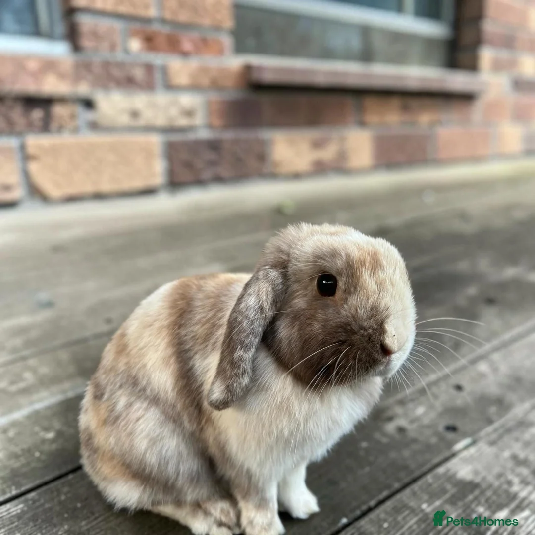 Mini Lop rabbits for sale: Mini lop doe  in Dagenham - Advert 2