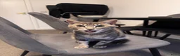 Bengal cats for sale: Bengal kitten  in Canterbury - Advert 10
