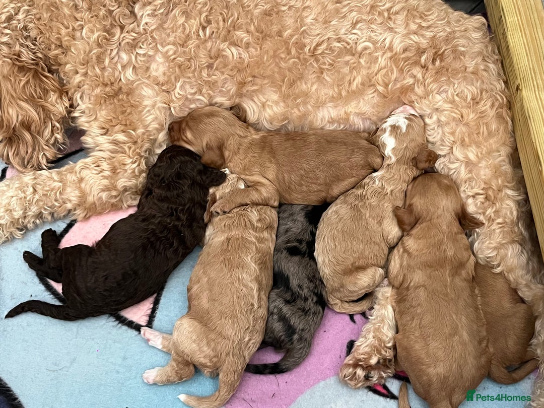 Cockapoo dogs for sale: 🐾STUNNING COCKAPOO PUPPIES🐾DNA TESTED PARENTS🧬 - Image 8