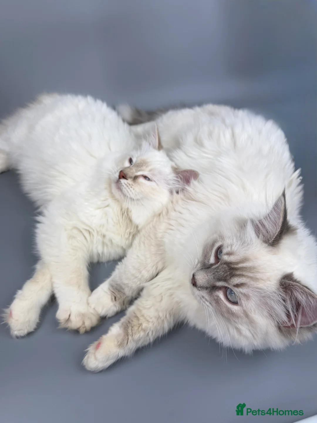 Ragdoll cats for sale: BONDED RAGDOLL BROTHERS - HEALTH TESTED PARENTS - Advert 4