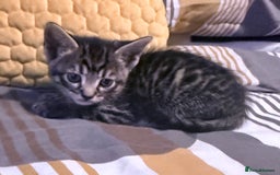 Mixed Breed cats for sale: Adorable mixed litter  - Image 6