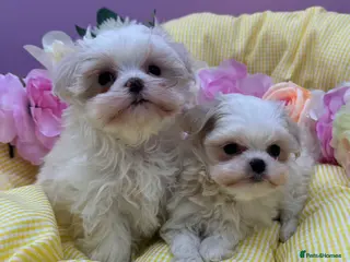 Maltipoo dogs Tiny f1b maltipoos - Advert 13