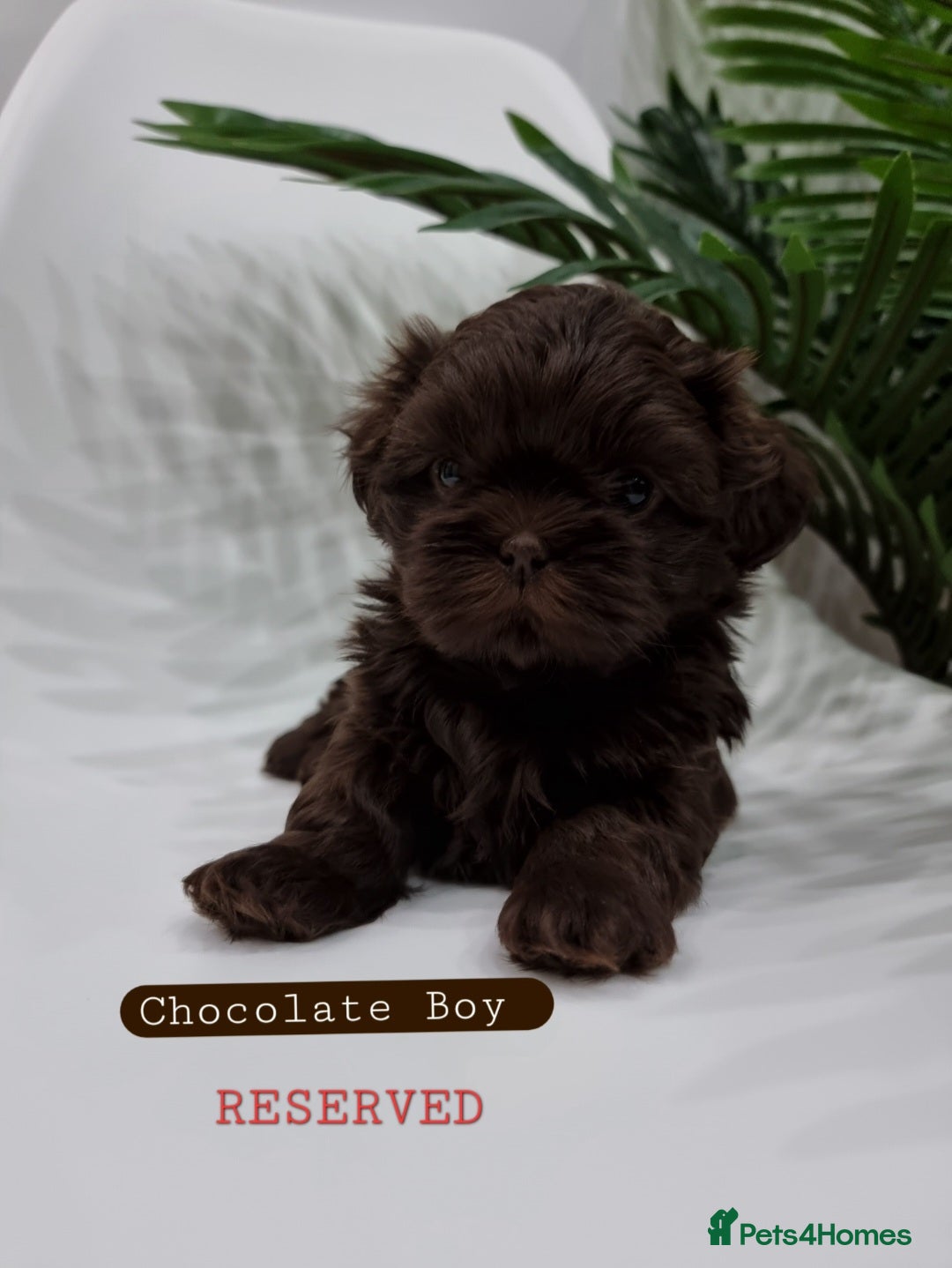 Shih Tzu dogs 4 Gorgeous Imperial Shih Tzu Boys - Advert 8