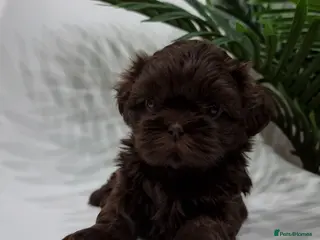 Shih Tzu dogs 4 Gorgeous Imperial Shih Tzu Boys - Advert 8