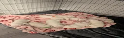 Dalmatian dogs for sale: Dalmatian puppies  - Advert 3