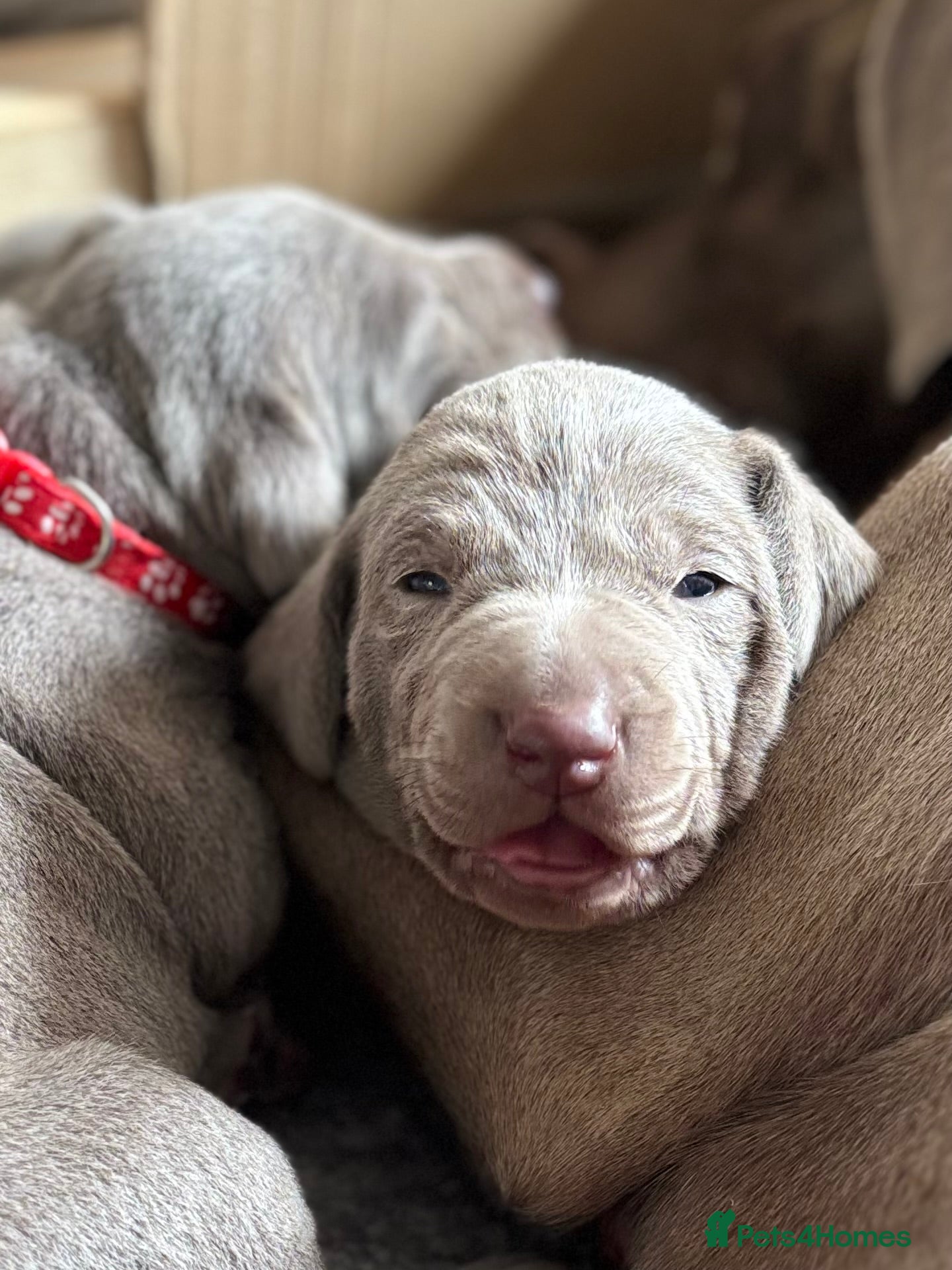 Mixed Breed dogs WEIM X DOBERMAN CHAMPION BLOODLINE PUPS - Advert 6