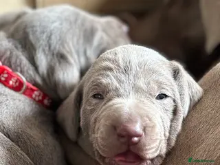 Mixed Breed dogs WEIM X DOBERMAN CHAMPION BLOODLINE PUPS - Advert 6