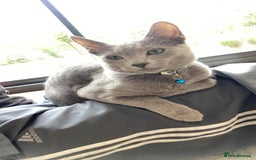 Russian Blue cats for sale: Rehoming: 18 month old Russian Blue - Image 4