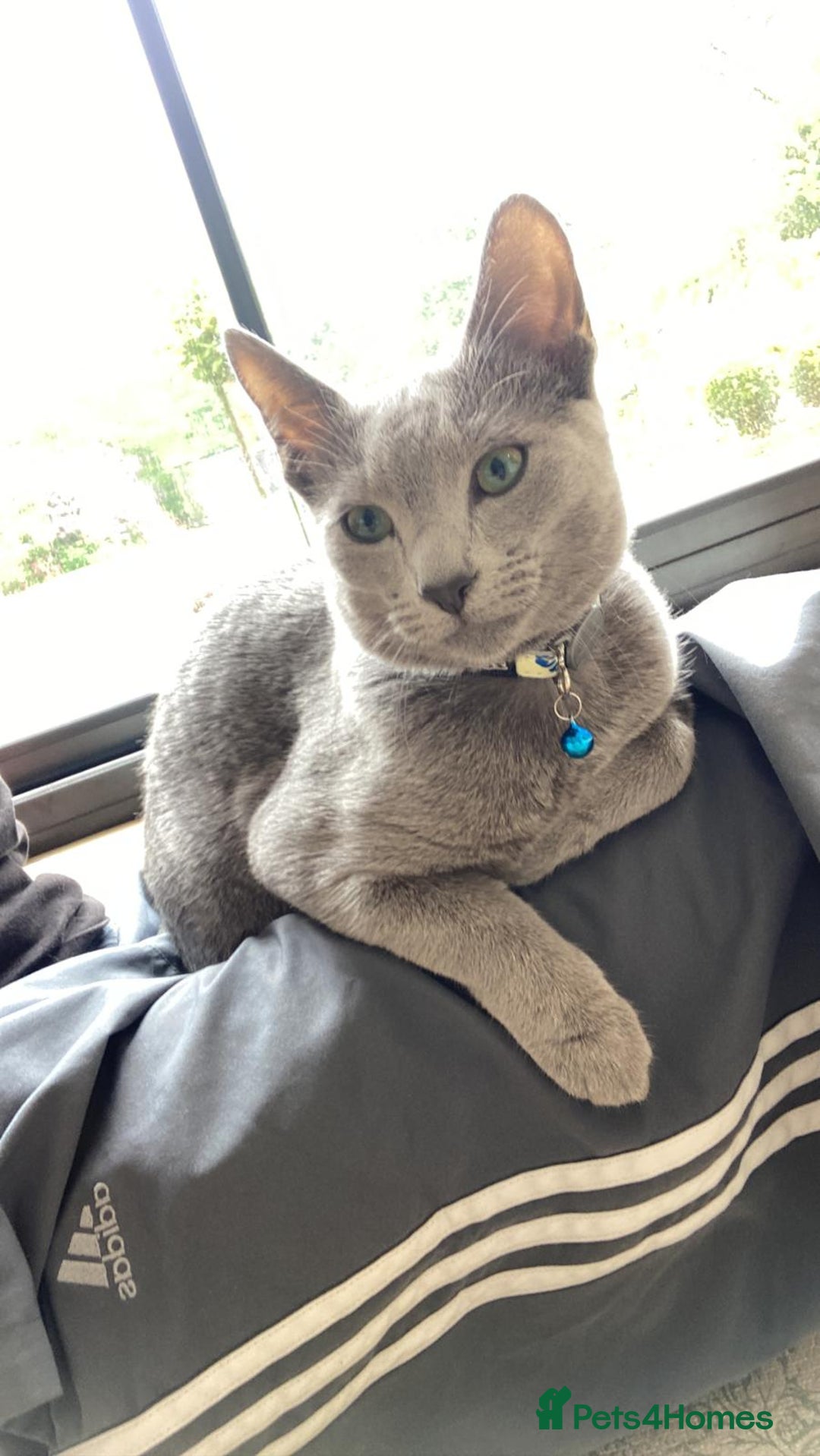 Russian Blue cats for sale: Rehoming: 18 month old Russian Blue - Image 4