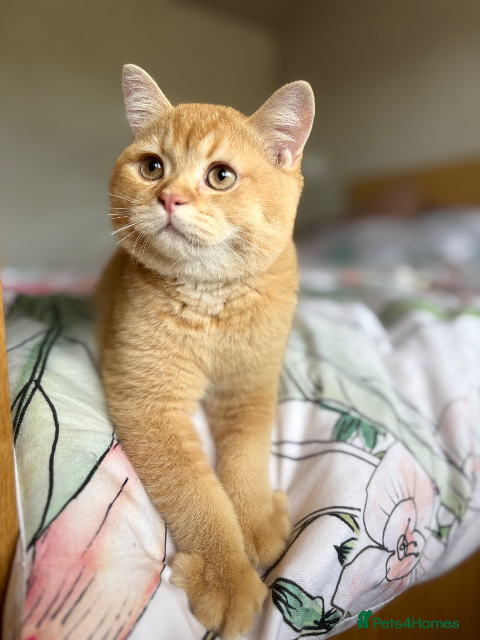 British Shorthair cats Ready to go! - Advert 1