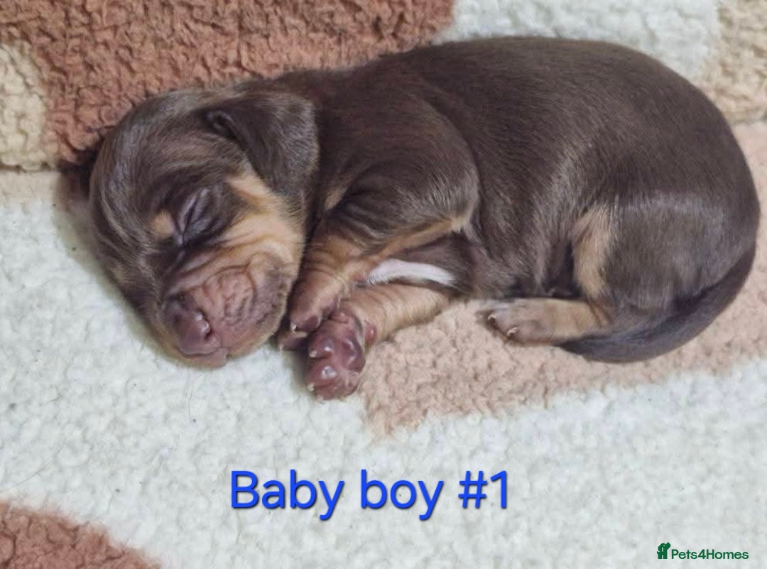 Mixed Breed dogs for sale: Ready to leave now - Advert 5