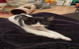 British Shorthair cats for sale: 2 BSH available next week for their forever family - Image 4