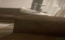 Pigeons birds for sale: I’ve got a hand raised German owl pigeon  - Image 1