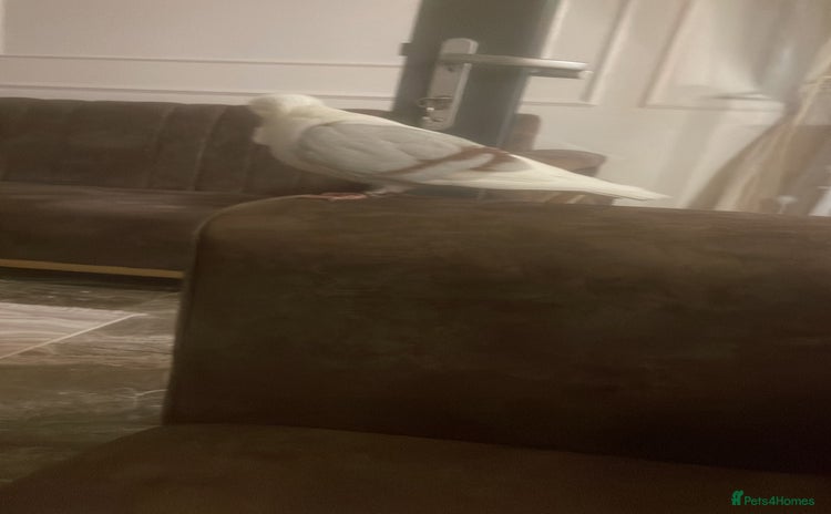 Pigeons birds - Advert 1