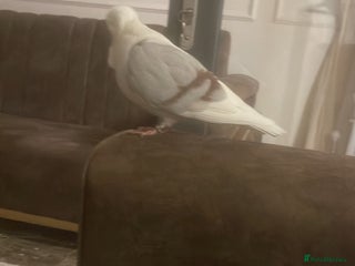 Pigeons birds - Advert 34