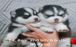 Pomsky dogs for sale: Micro F4 pomsky pups  - Image 1