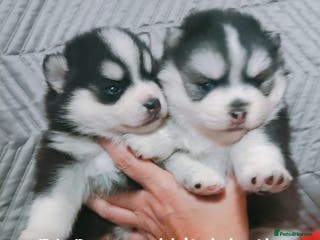 Pomsky dogs Micro F4 pomsky pups - Advert 2