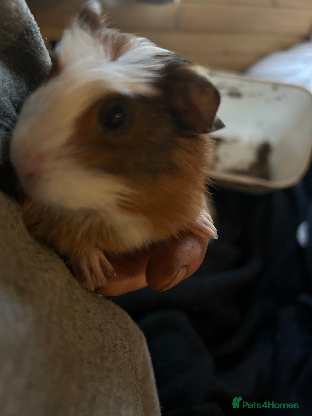Guinea Pig rodents for sale: Beautiful Baby Guinea Pigs. - Advert 17