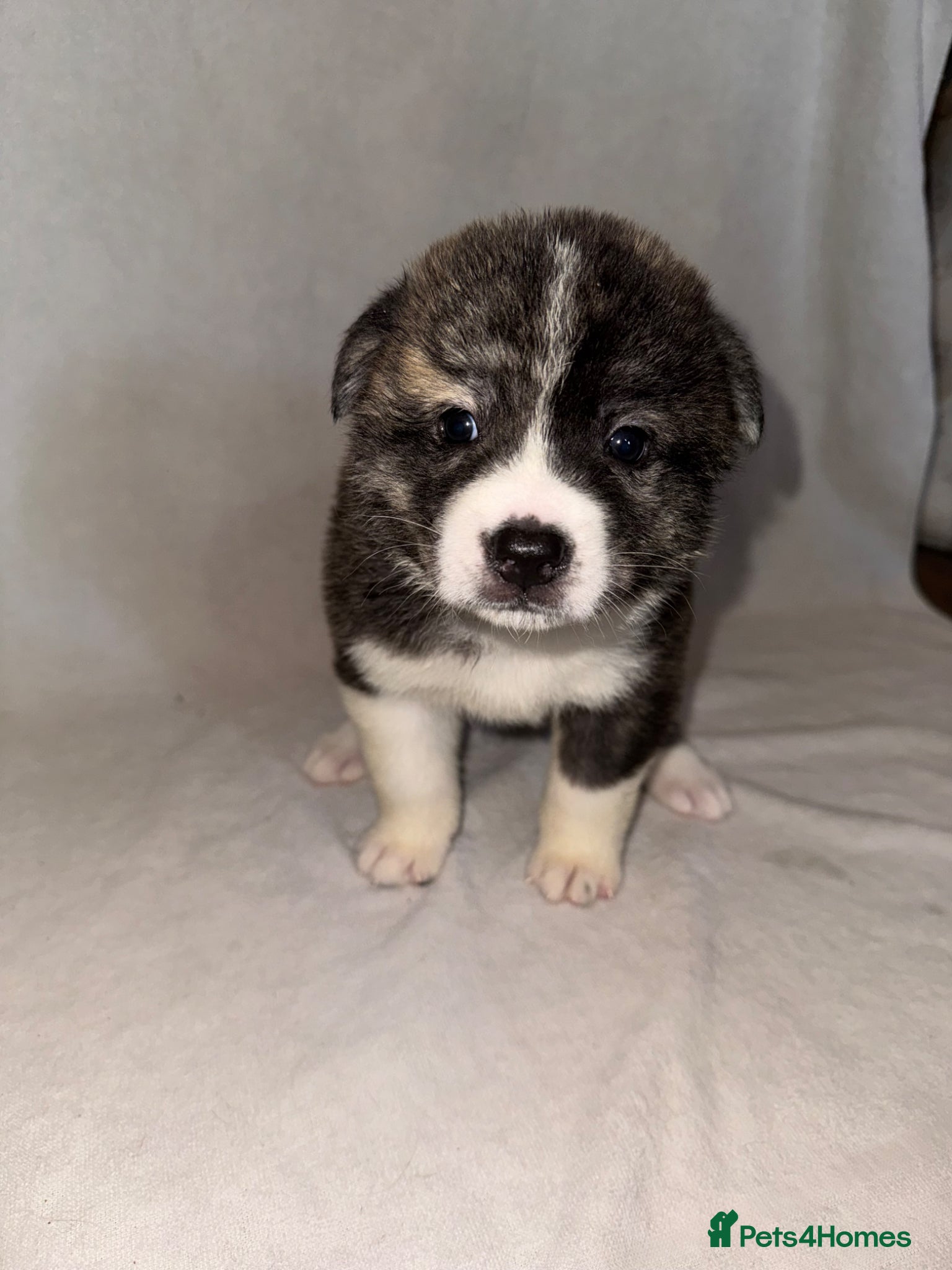 Japanese Akita Inu dogs 5 Japanese Akita Puppies Left  - Advert 5