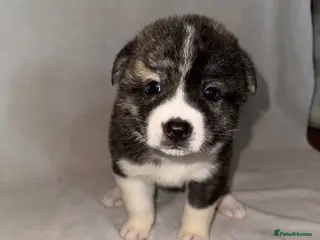 Japanese Akita Inu dogs 5 Japanese Akita Puppies Left - Advert 5