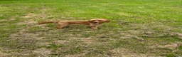 Cavapoo dogs for stud: Cavapoo Proven Stud  - Advert 8
