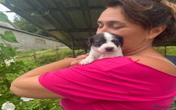 English Setter dogs for adoption: Setter x Pups (Rina's Puppies) - Image 14