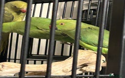 Ringnecks birds for sale: Stunning Baby Indian Ringnecks  - Image 5