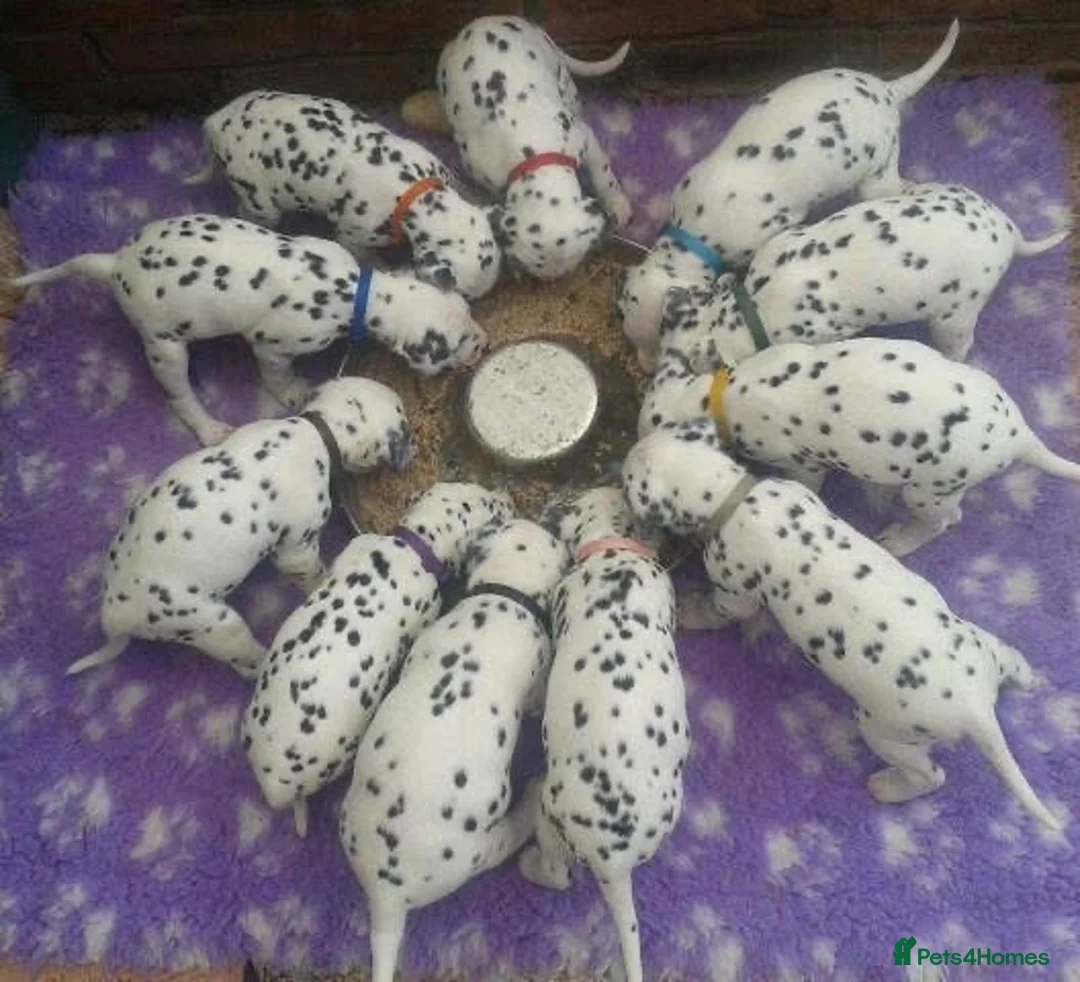 Dalmatian dogs for sale: Exceptional Dalmatian Puppies.  - Advert 7
