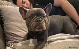 French Bulldog dogs for sale: Blu frenchie  - Image 6