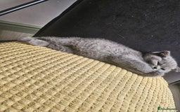British Shorthair cats for sale: 2 little British Shorthair boys - Image 2