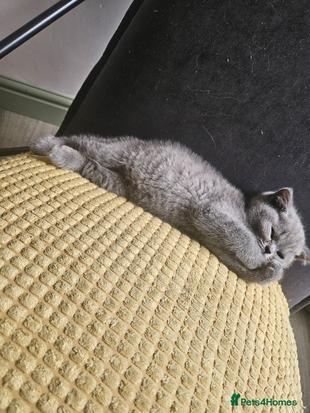 British Shorthair cats for sale: 2 little British Shorthair boys - Image 2
