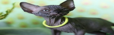 Sphynx Kitten 6